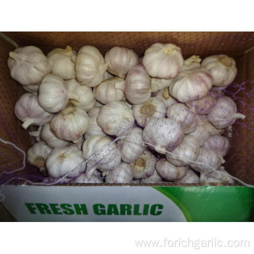 Normal White Garlic Jinxiang Fresh 2019